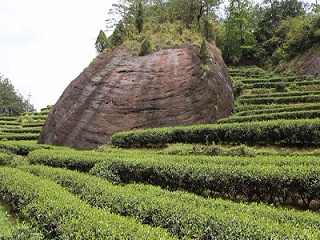 岩茶.茶岩交融