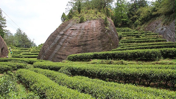 岩茶.茶岩交融