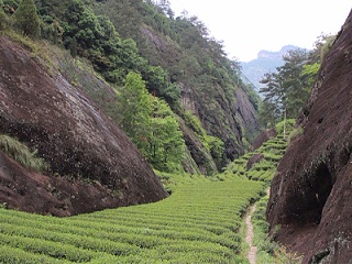 岩茶.巨石丛绿