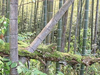 红茶.青苔斑驳