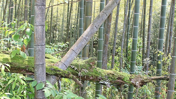 红茶.青苔斑驳