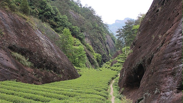 岩茶.巨石丛绿