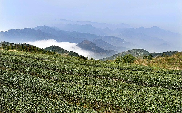 1、1000《云雾绕茶山》赵娟 13950399952