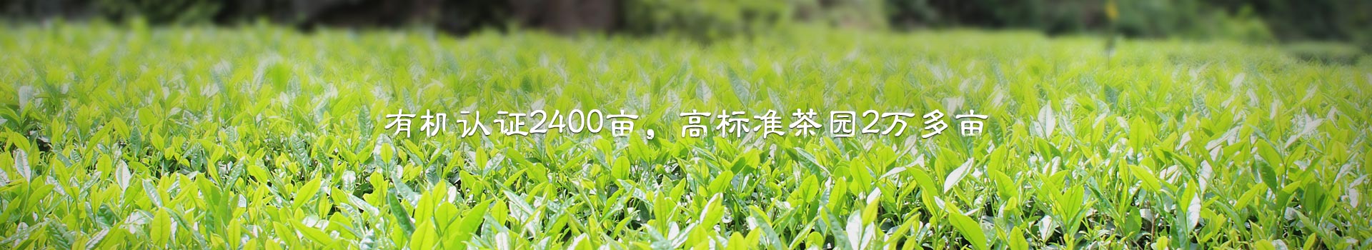 润麟茶业,有机认证2400亩,高标准茶园2万多亩